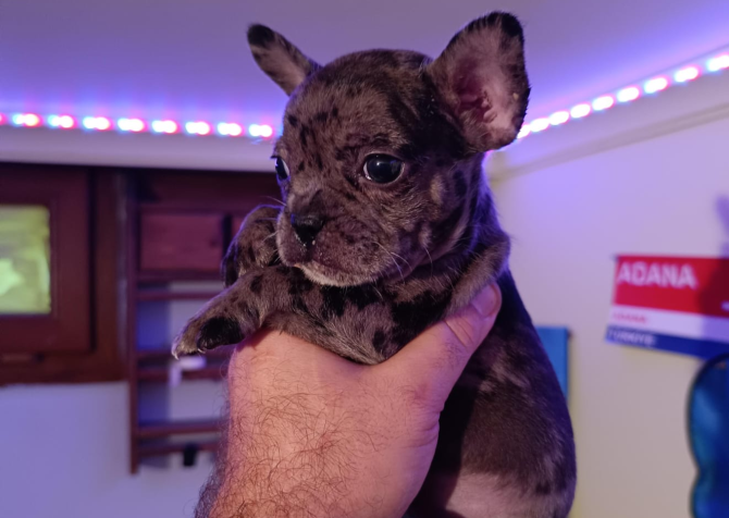 Merle French bulldog